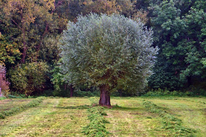 Champignon d'arbre par Edgar Schermaul