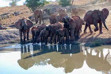 dorstige olifanten van Peter Michel