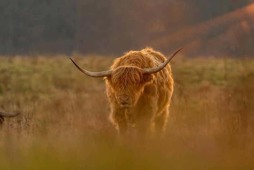 Scottish highlander in beautiful morning light by Rando Kromkamp Natuurfotograaf