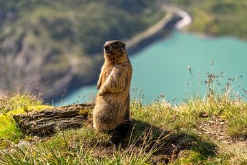 Alpine Marmot by Achim Thomae