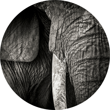 Detail van de slurf en een slagtand van een olifant van Marcel Bakker