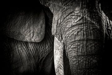Detail van de slurf en een slagtand van een olifant van Marcel Bakker