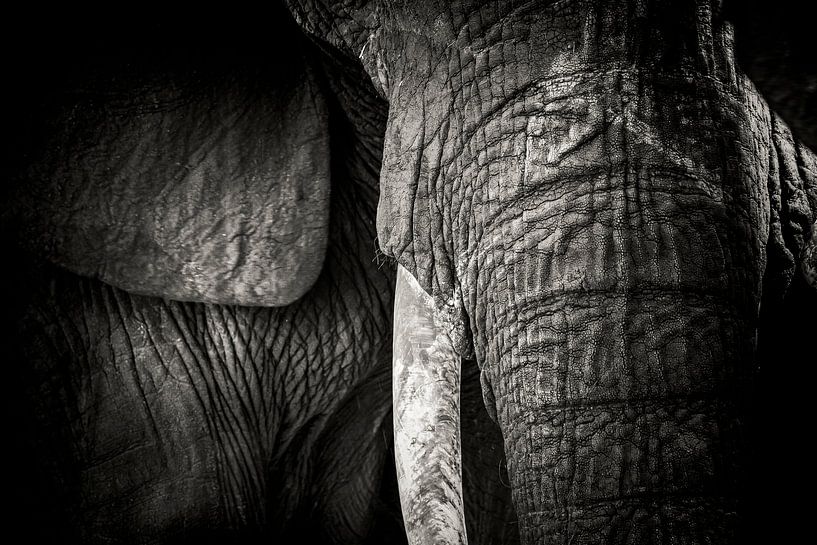 Detail des Rüssels und des Stoßzahns eines Elefanten von Marcel Bakker
