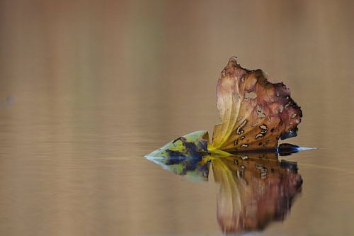 Herfstblad op het wateroppervlak