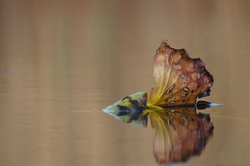 Autumn leaf on the water surface by Astrid Brouwers