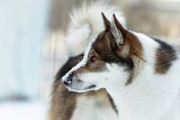 Portret poster hond met sneeuw op zijn hoofd