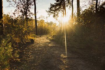 pad door het bos met mooi lichtval van gert stasse