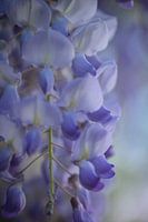 L'enchantement en bleu