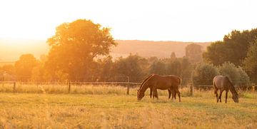 paarden bij zonsondergang van Nicola Mathu