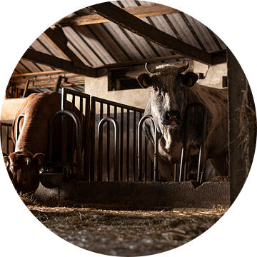 Koeien in een oude koeienstal van Danai Kox Kanters