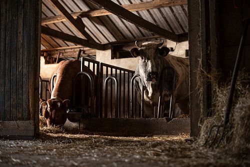 Cows in an old cowshed