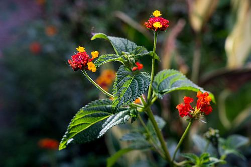 Tropische Kleurrijke Rode en gele Bloemen in het wild