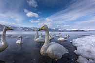 Whooper zwanen op bevroren meer. van Erik Verbeeck thumbnail