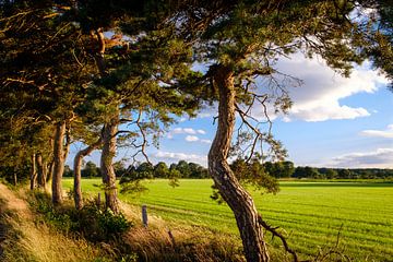 Trees along meadow