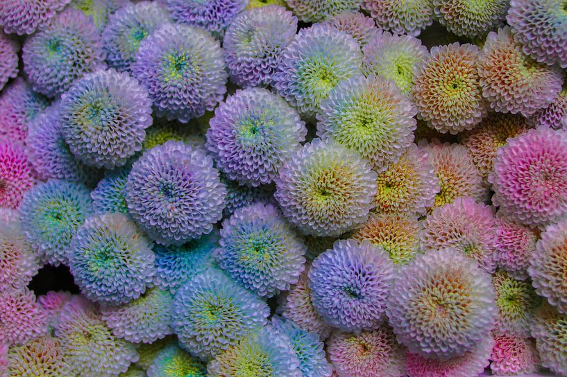 Couleurs des dahlias par Niek Traas