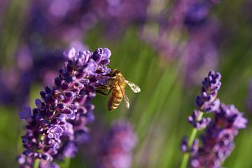Bee on lavender by Karin Jähne