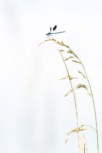 Wiesenschaumlibelle auf einem Grashalm von Danny Slijfer Natuurfotografie