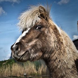 Pferd von Duo-Fotografie