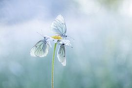 Groot geaderde witjes by Gonda van Wijk