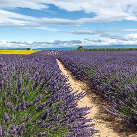 Lavendelfeld bei Castellane von Peter Moerman