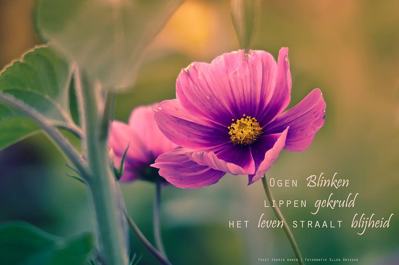 Cosmea von Beeld en Poëzie