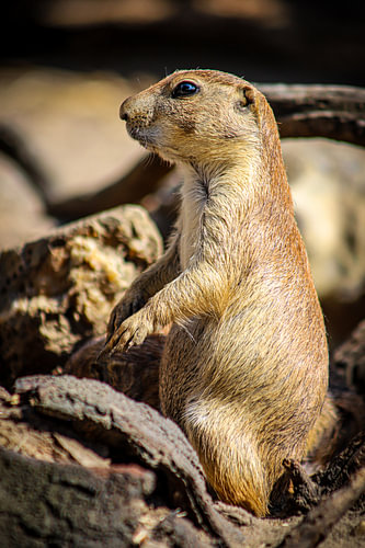 Prairiehondje [1]