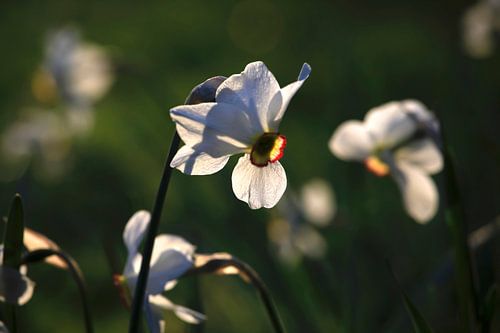 Daffodils