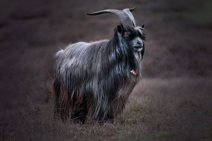 Land Ziege von Kim van Beveren