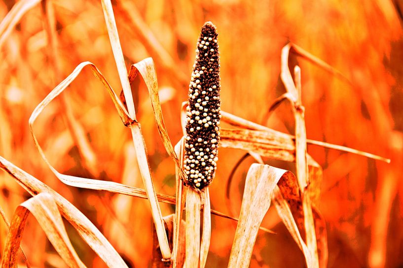 Panicle of millet in crisp orange by Silva Wischeropp