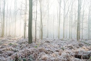 winter in het bos van Egon Zitter