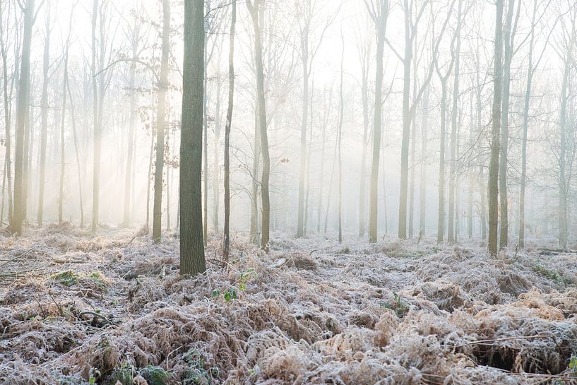 winter in het bos par Egon Zitter