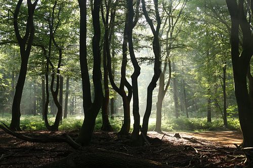 Het dansende bos