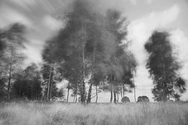 Birches in the wind in Dwingelderveld by Ronald Wilfred Jansen
