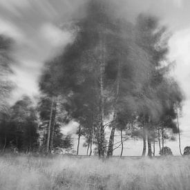 Birches in the wind in Dwingelderveld by Ronald Wilfred Jansen