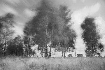 Birken im Wind in Dwingelderveld von Ronald Wilfred Jansen