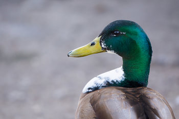 Duck
