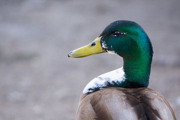 Duck by Glenn Vlekke
