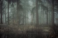 Bomen en mist II