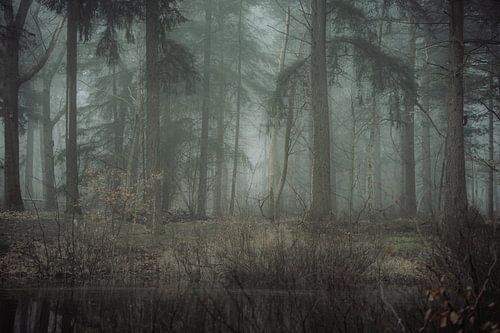 Arbres et brouillard II