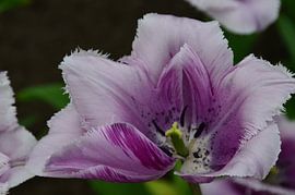 Tulipa Purple Delight von Marcel van Duinen