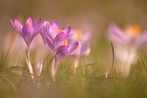 De krokussen staan weer prachtig in bloei. van Robby's fotografie