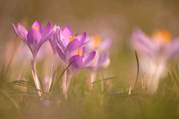 The crocuses are blooming beautifully again. by Robby's fotografie