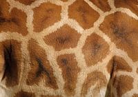 Girafe