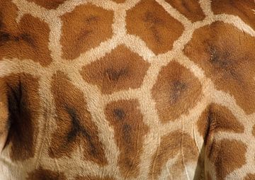 Giraffe von David Dirkx