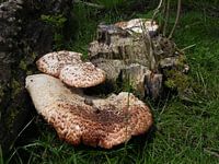 zwammen ( schimmels)