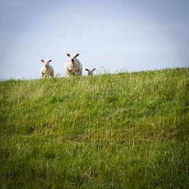 Abstract Beauty: 3 Sheep on a Dike - A Unique Artwork for Your Space by Eriks Photoshop