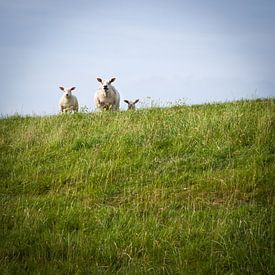 Schapen sur Eriks Photoshop by Erik Heuver