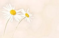 Wild Daisies by Ellen Driesse thumbnail