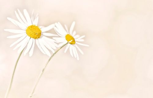 Wild Daisies