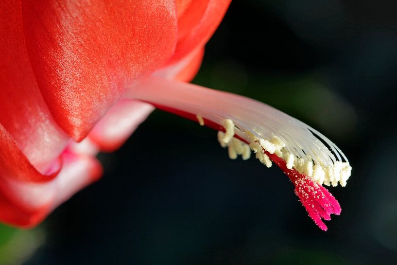 Kerstcactus van Time_Pictures